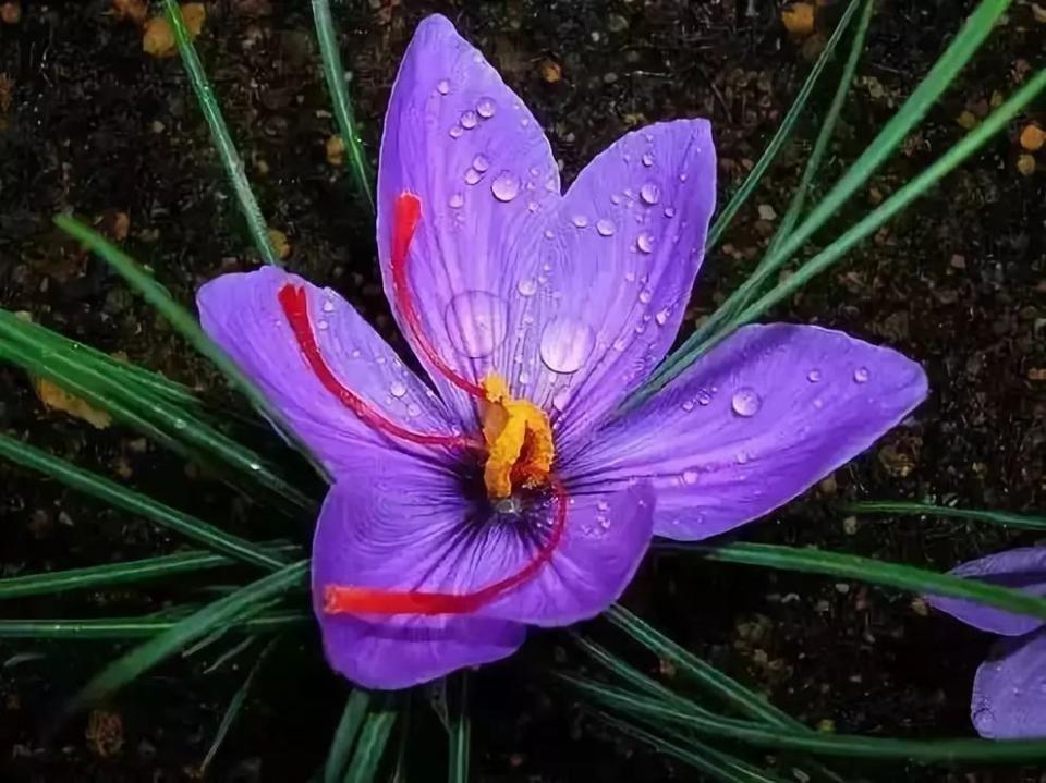 这才是世界上最贵的花卉,君子兰最便宜的花卉