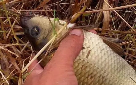 冬天串钩钓鲫鱼用什么钩最好,串钩冬天钓大鲤鱼
