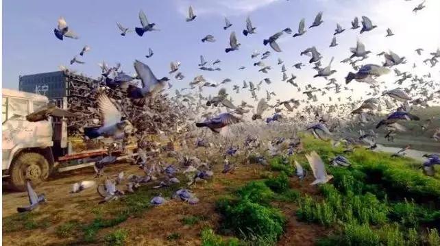 鸽子比赛得奖的鸽子能值多少钱,一羽信鸽多少钱一只