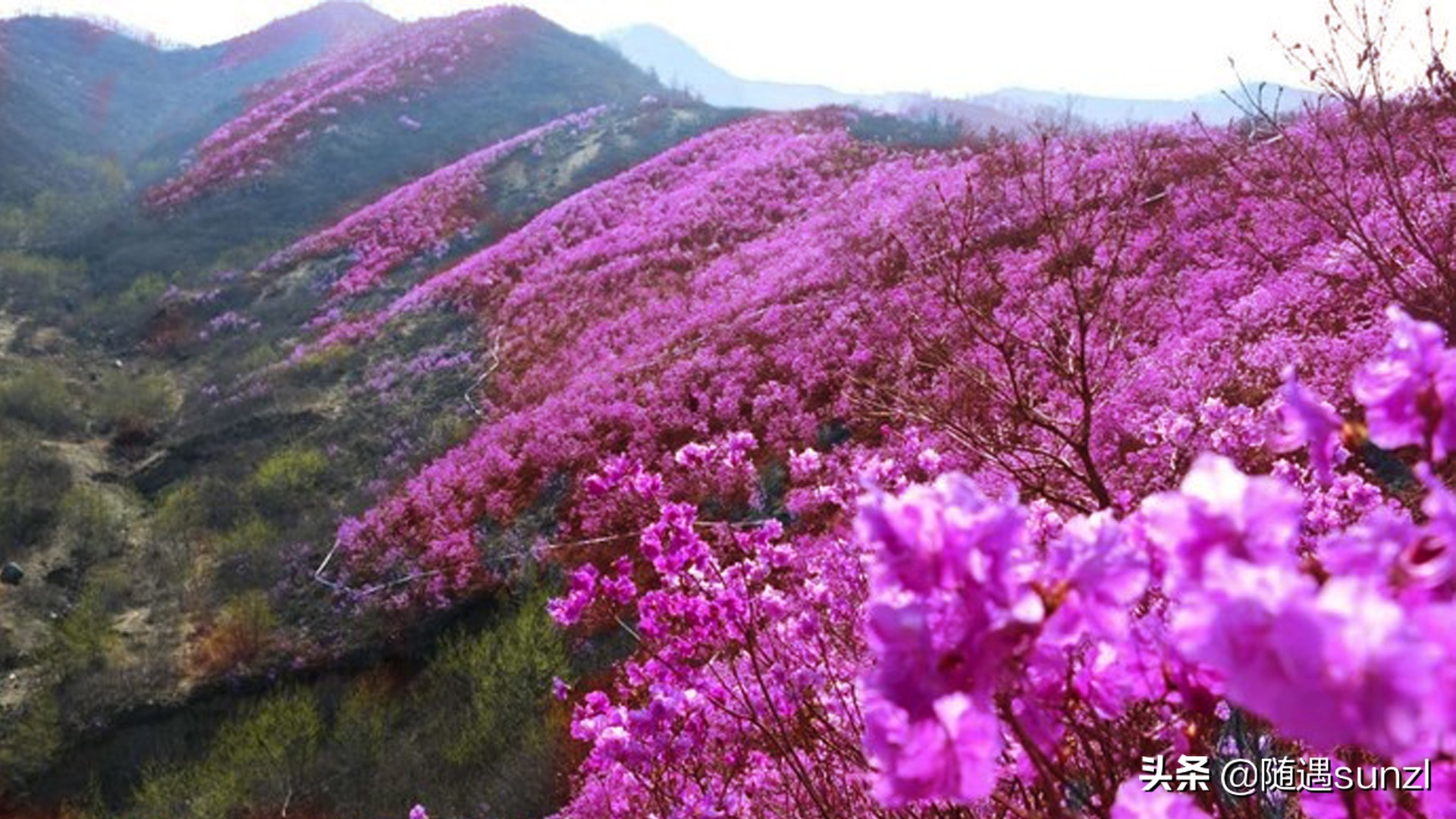 岫岩黄岭子映山红景区简介,岫岩开映山红在哪个地方