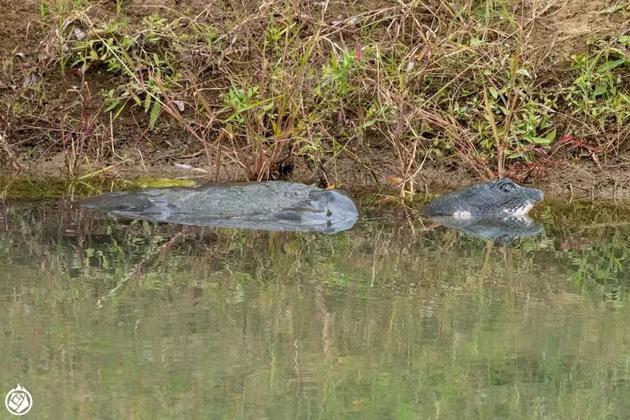 斑鳖这种动物已经灭绝了吗,中国唯一一只斑鳖死亡