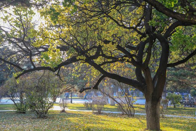 内蒙古的“土豪”大学,是一所省部共建高校,校园风景四季美如画