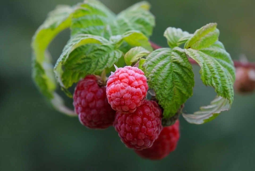 覆盆子夜尿,树莓治尿频