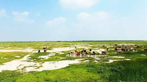 突然想去新疆旅游,突然好想去呼伦贝尔