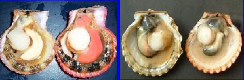 扇贝跑路的风险,扇贝真的会跑么