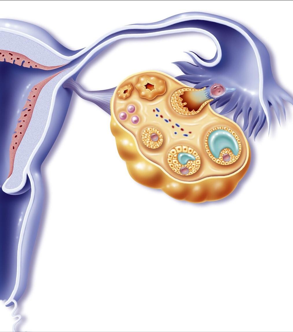 左侧输卵管未见显影怎么办,左侧输卵管未见明显显示什么意思