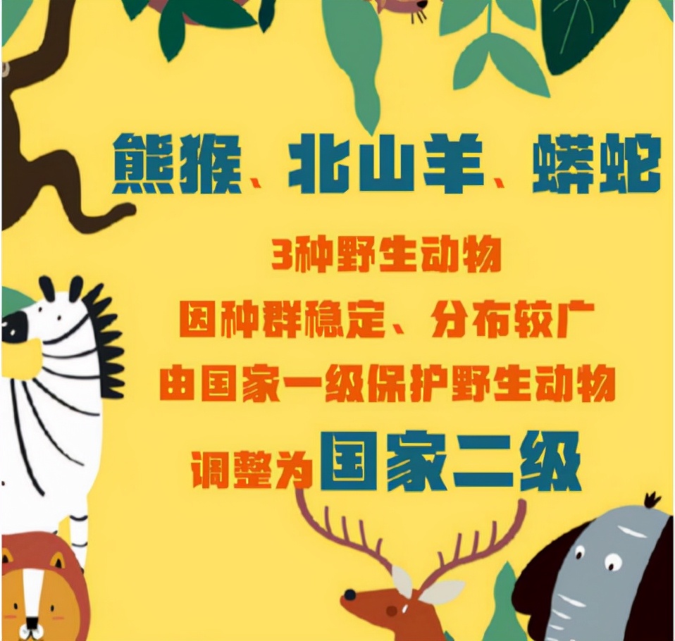 蟒蛇活吞一条蛇,福建泉州蟒蛇吞80多斤羊