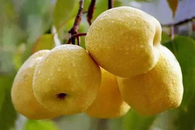 女皇故里美食,女皇故里四川广元