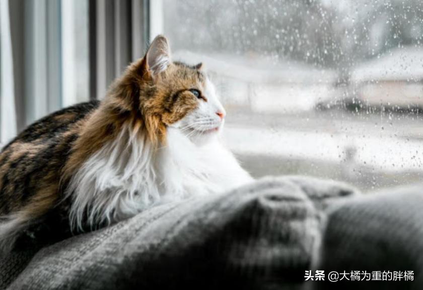 猫咪下雨应激怎么解决呢,为什么猫喜欢看下雨