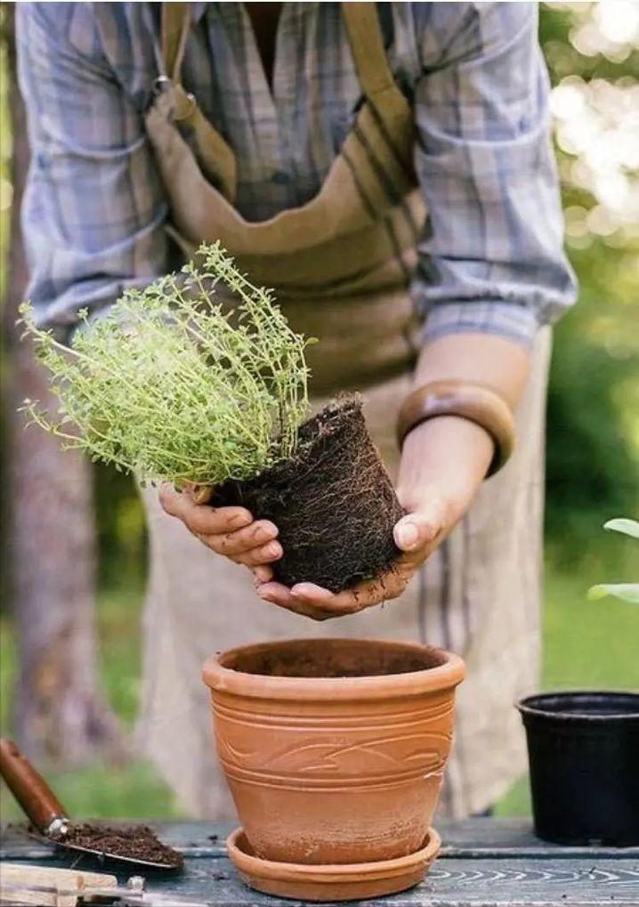绿植快死了用什么方法可救活,你养的花为什么老死