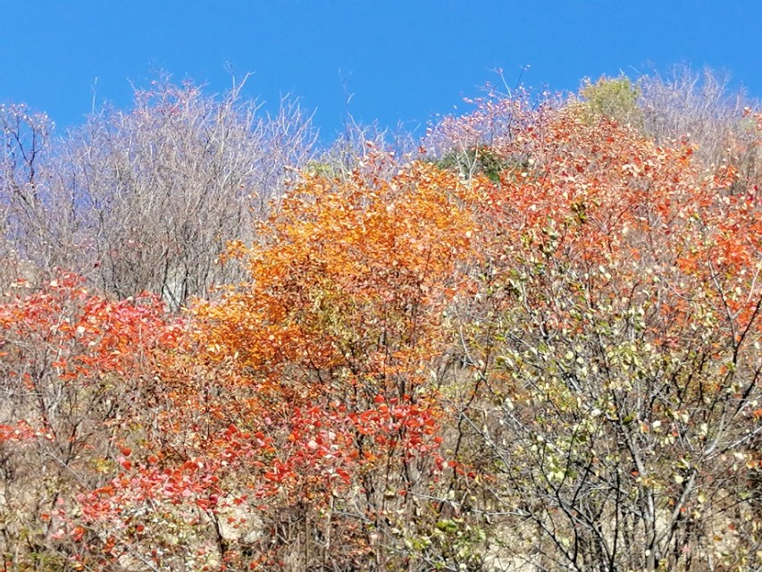 一只美丽的小蝴蝶,一只漂亮的小蝴蝶