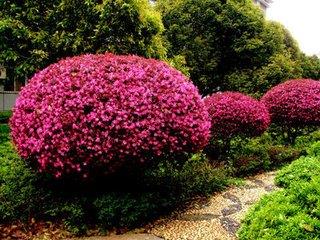 红花檵木盆景的鉴赏与制作管理,红花木槿造景