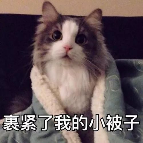 如何判断猫咪发烧,如何判断猫咪发了情