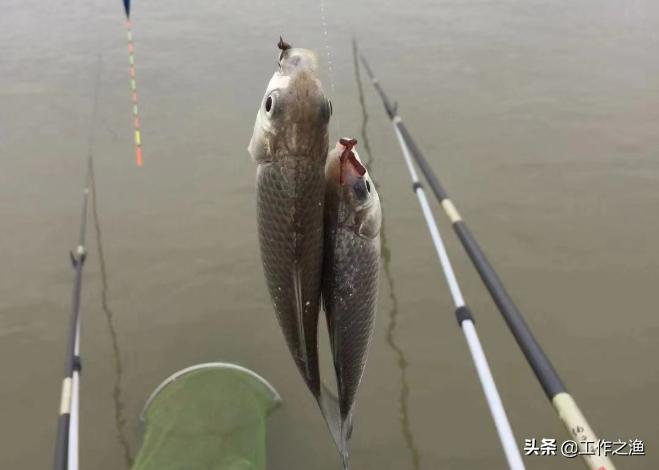 钓鱼双飞怎么上鱼,钓鱼双飞的最佳方法
