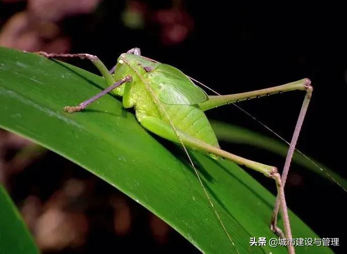 草树青翠虫鸣起，一枕清凉入梦来