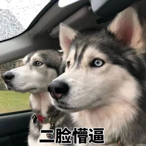 猫砂丢干垃圾还是湿垃圾,猫砂和猫屎可以扔垃圾桶吗