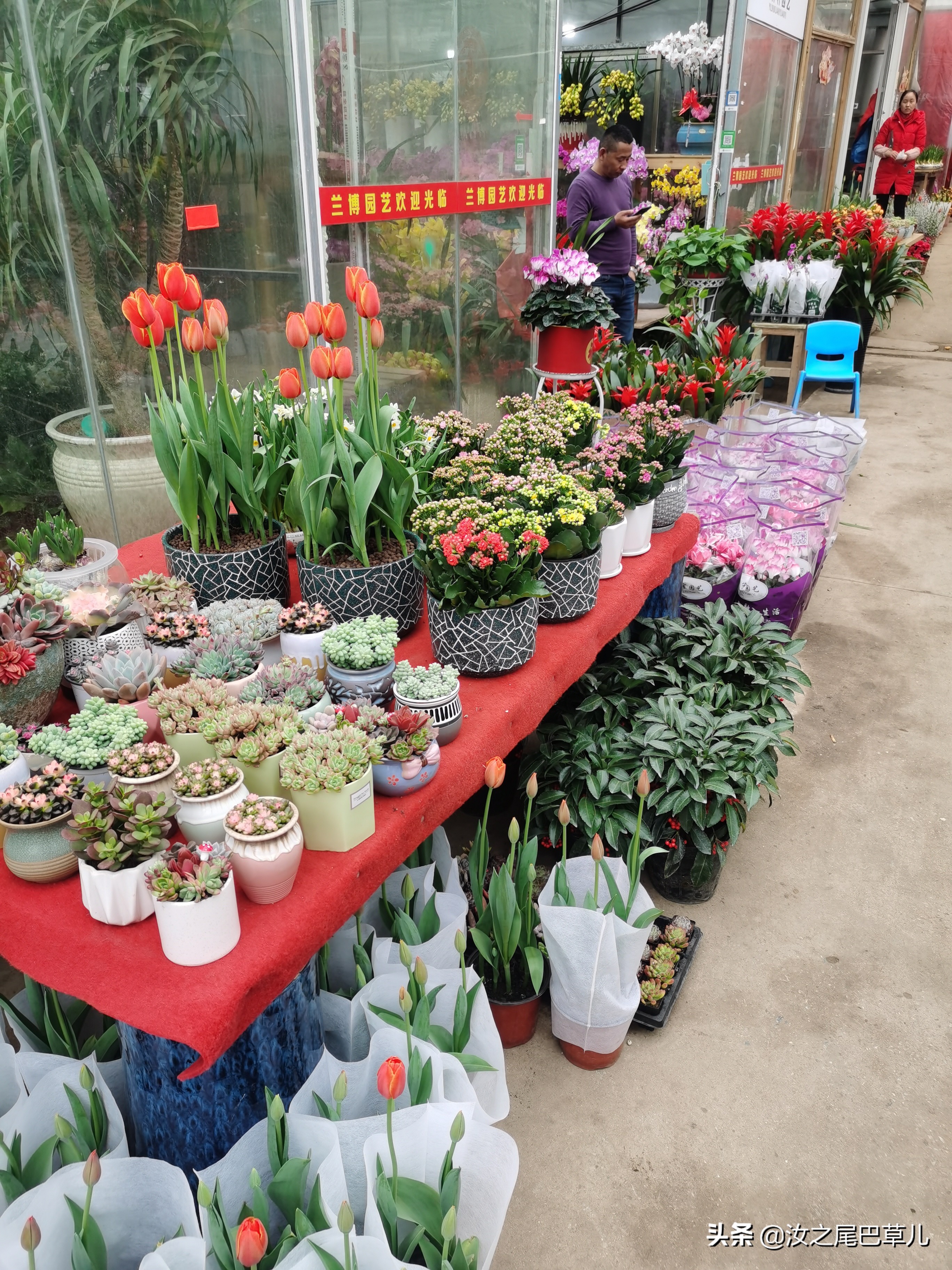 江苏常见年宵花哪里买,上哪里买年宵花最便宜