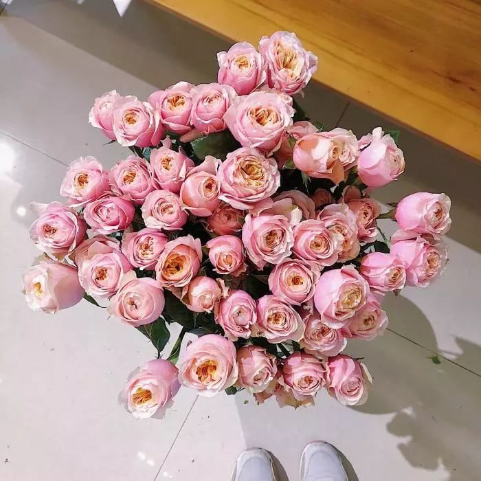 花店必备的5款玫瑰,鲜花图鉴一次性认识30种玫瑰花