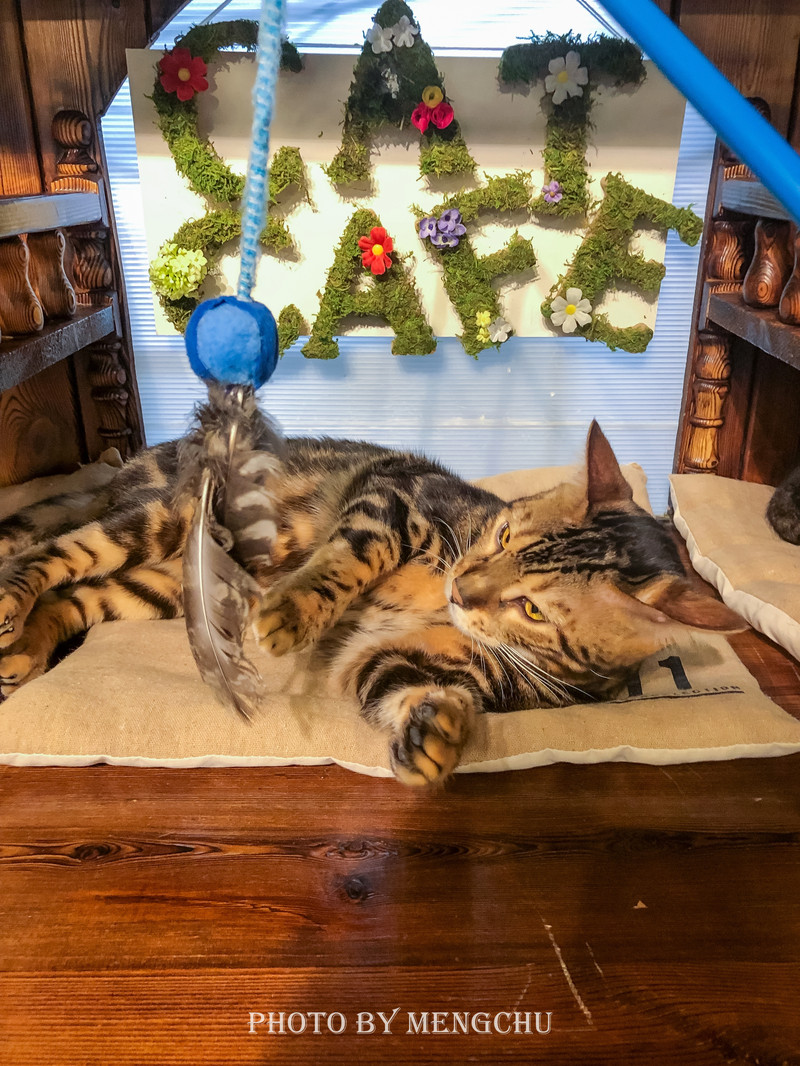 鐚ご楣板悏鍗滃姏骞绘兂,鏃ユ湰鐚挭绔ヨ瘽灏忛晣