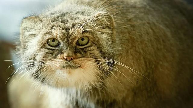 40部宝藏级bbc纪录片,bbc十大必看纪录片