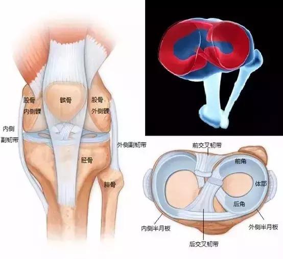 半月板自查方法,半月板最新诊疗指南