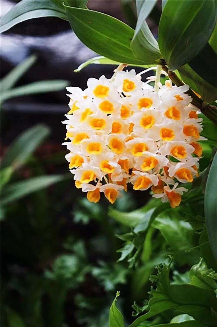 球花石斛珍稀图片,石斛球花品种大全