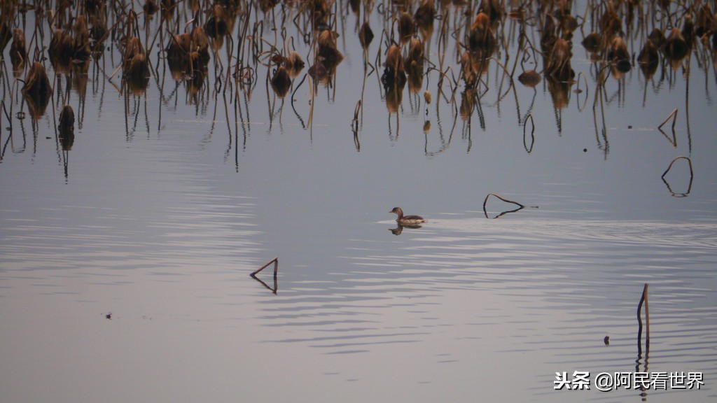 云南普者黑元阳坝美6天旅游攻略,云南建水普者黑旅游路线