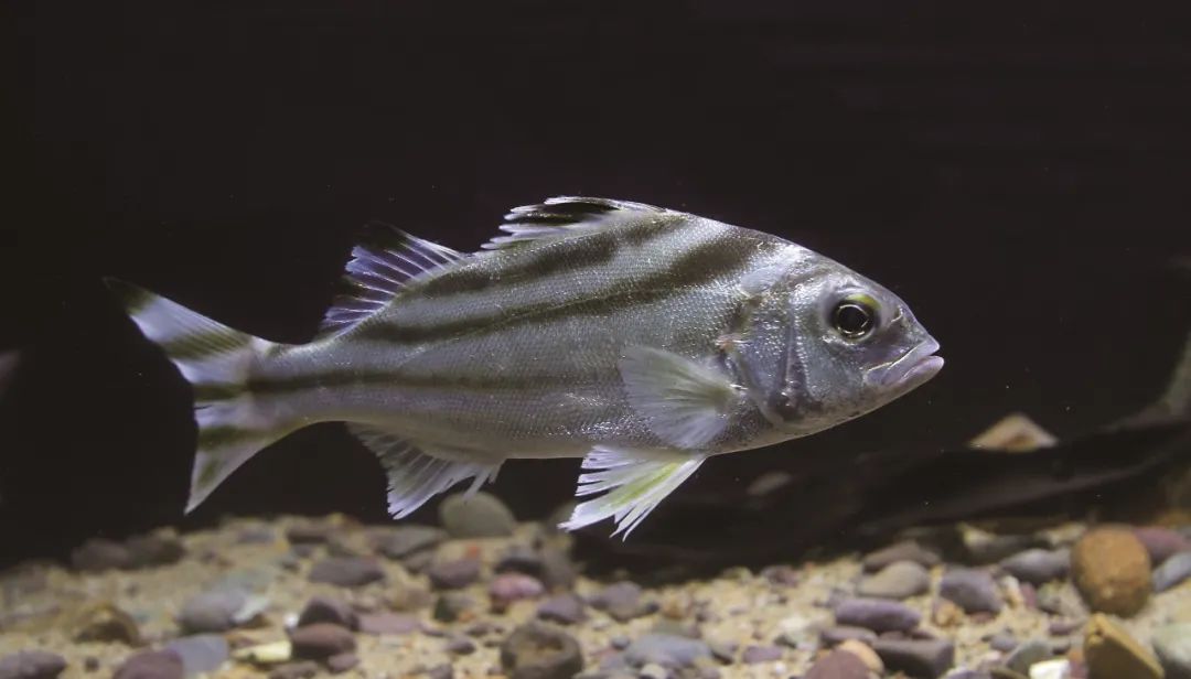 各种淡水鱼你认识吗,淡水鱼的种类你认识几种