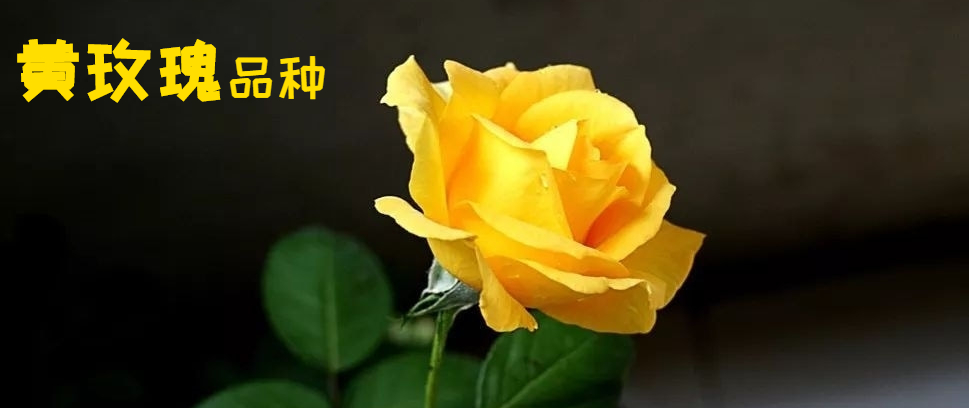 武夷岩茶品种黄玫瑰,武夷黄玫瑰品种介绍