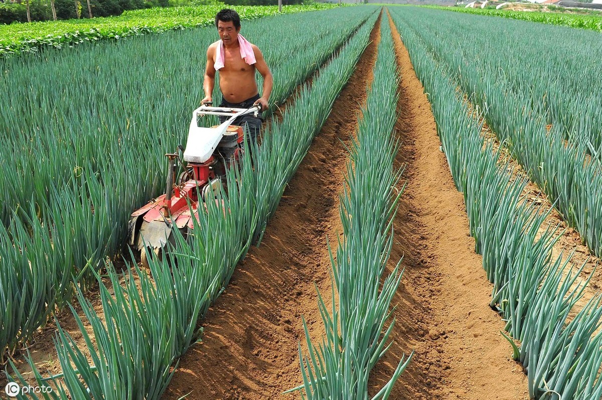 了解一种农作物的种植时间过程,种植各种农作物管理方法