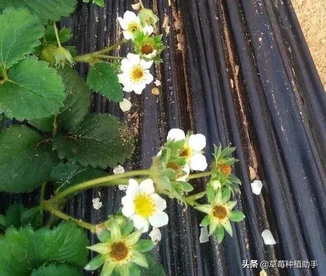 霸王级寒潮,霸王级寒潮低温