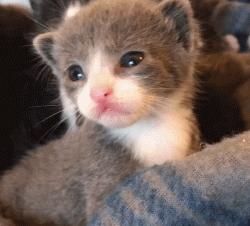 刚出生的小奶猫有多可爱,小奶猫幼崽可爱到犯规