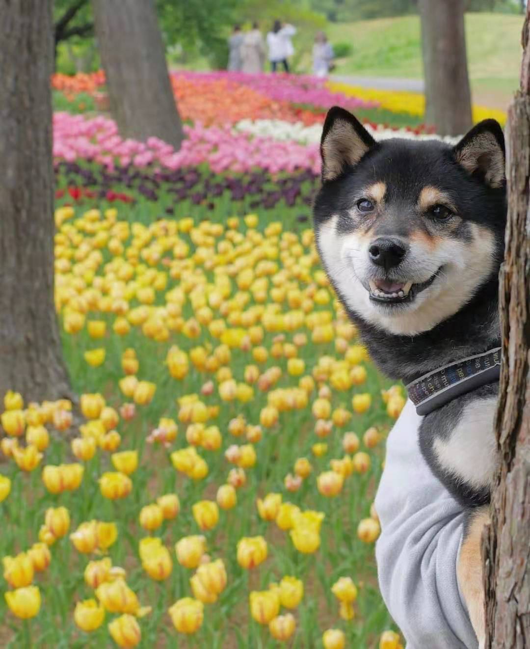 怀疑自己买到假柴了？教你如何辨别真假