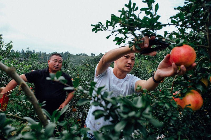 石榴开裂成“开口笑”？4点防治措施要清楚，石榴不裂果，品质佳