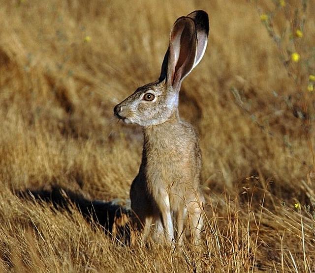 为什么下山野鸡不能追,下山野鸡为什么不能追