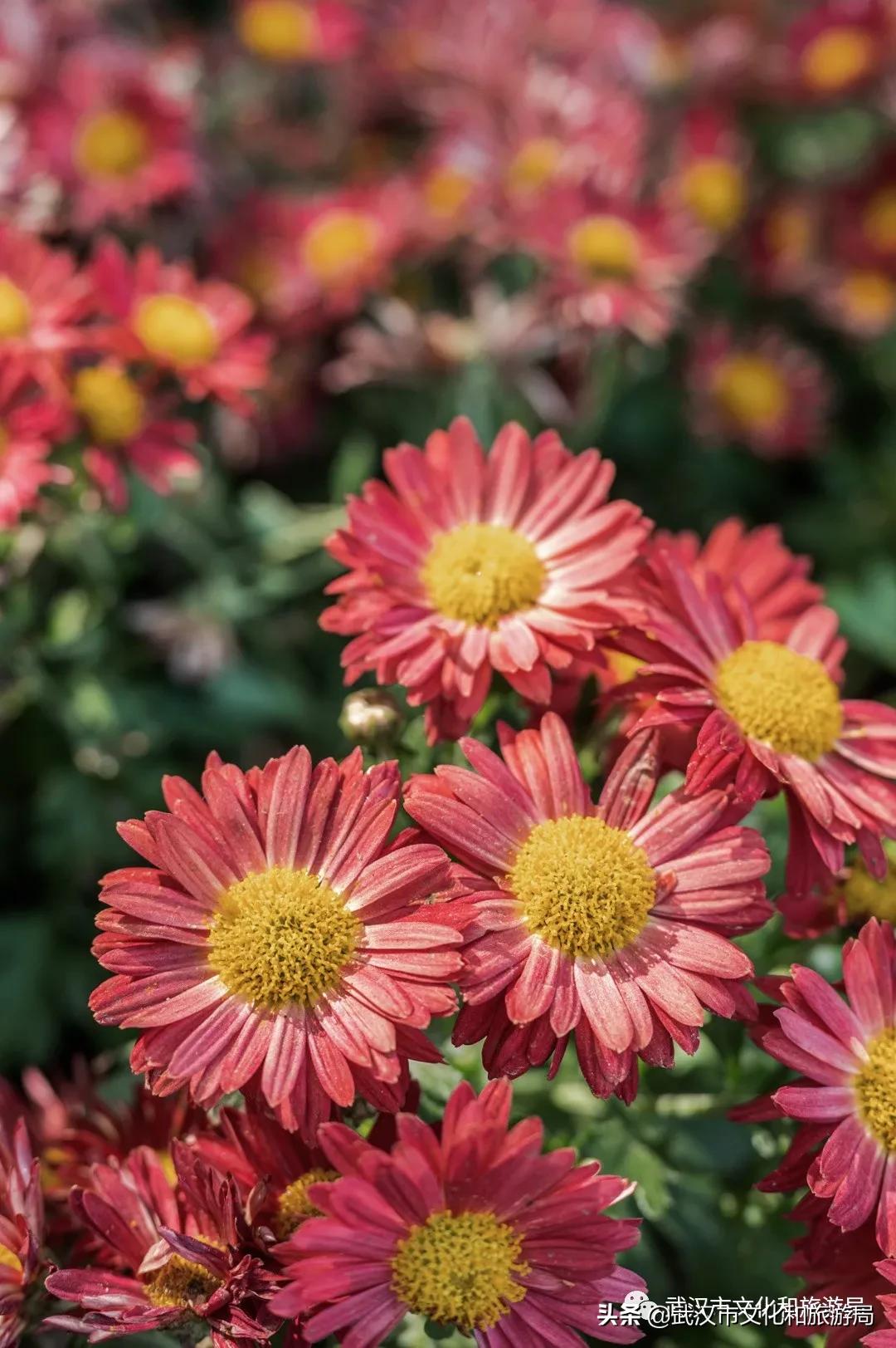 武汉秋天的第一场音乐节,武汉秋天第一场音乐节