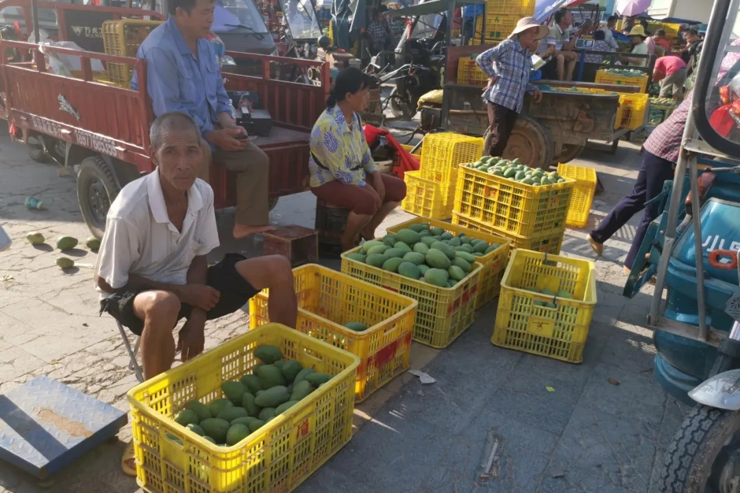 疫情严重果农沙糖桔卖不出去,疫情防控造成红薯滞销
