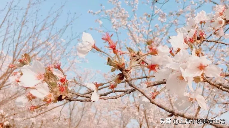 顾村公园一年一度赏樱,顾村公园赏樱点