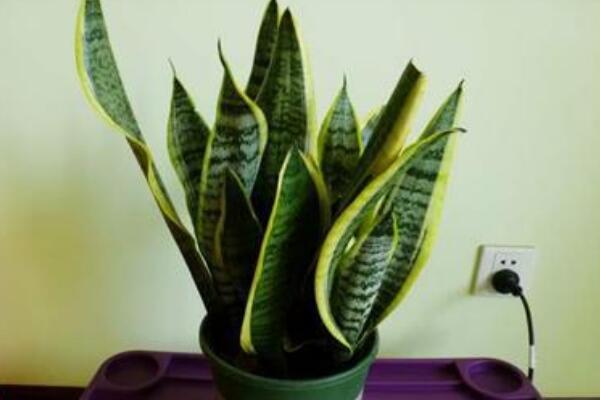 虎皮兰银脉能吸甲醛吗,金边虎皮兰吸收甲醛吗