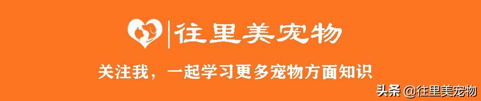 宠物生病用什么药治疗好得快一点,宠物生病后吃什么药好得快些呢