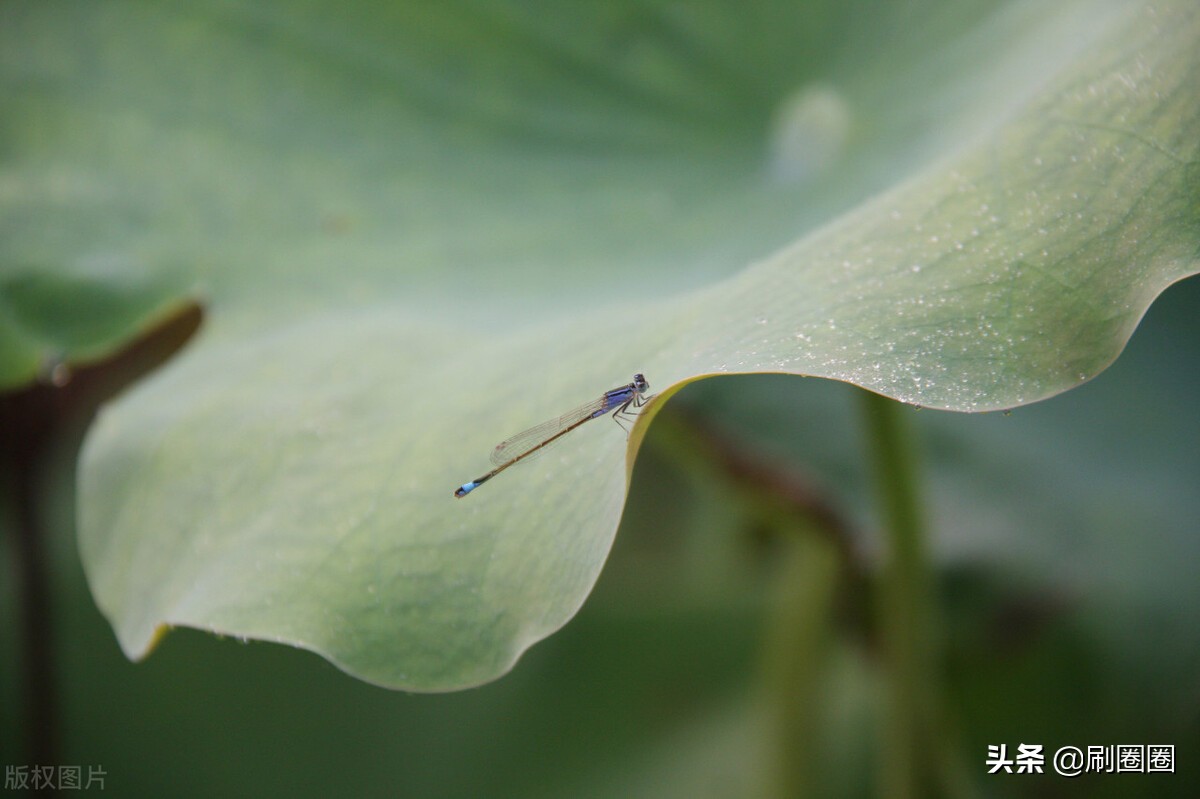 六年级作文一单元变形记范文,六上第一单元作文变形记优秀范文