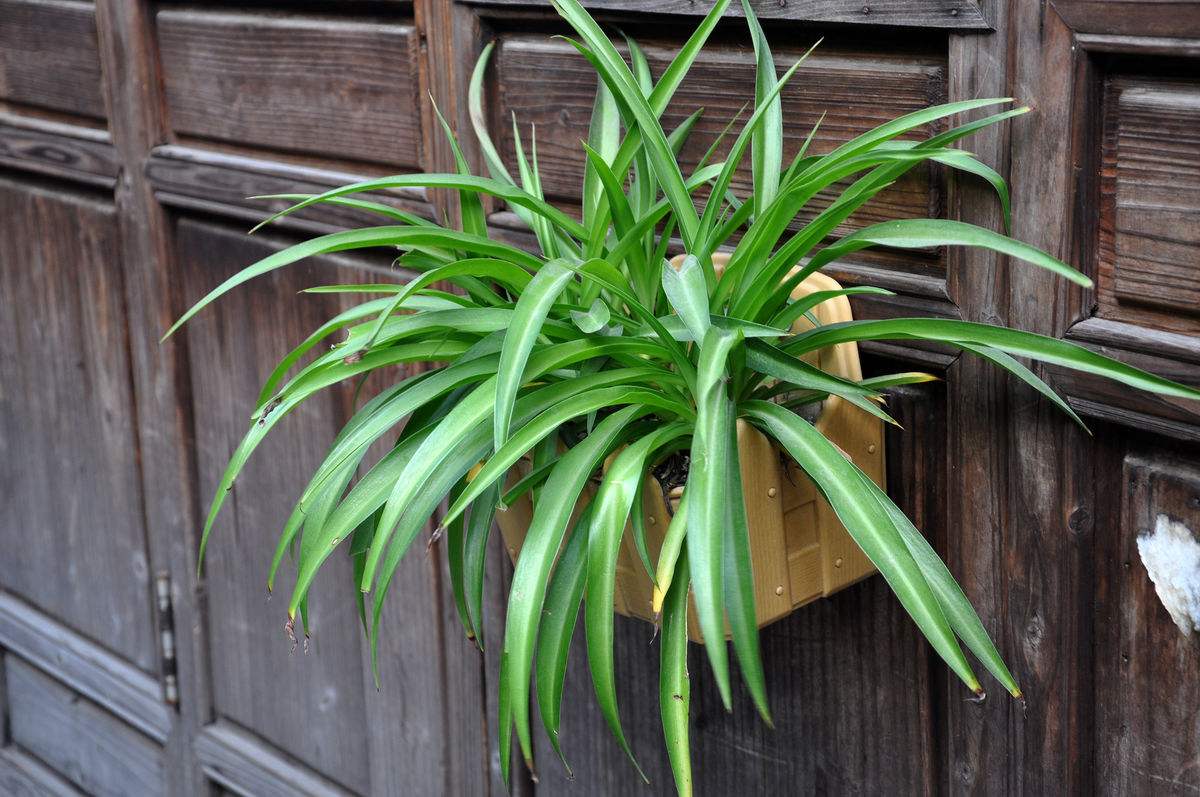 绿萝少了土也能活，来点水养成“窗帘”，放在阳台真养眼！