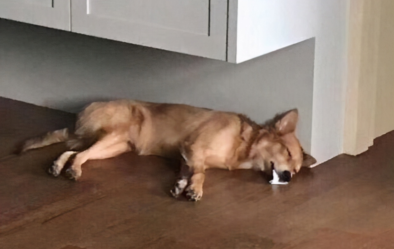 狗狗有寄生虫的6大症状是什么,狗狗肚子里有寄生虫的表现