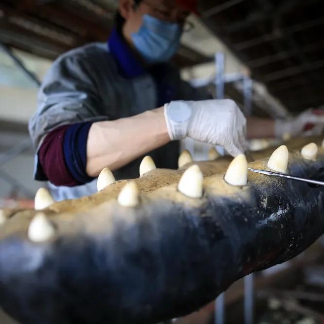 大连座头鲸标本,大连标本制作工厂