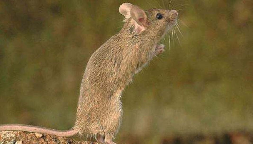 朝花夕拾鲁迅仇猫是什么意思,朝花夕拾鲁迅仇猫是根据什么来的