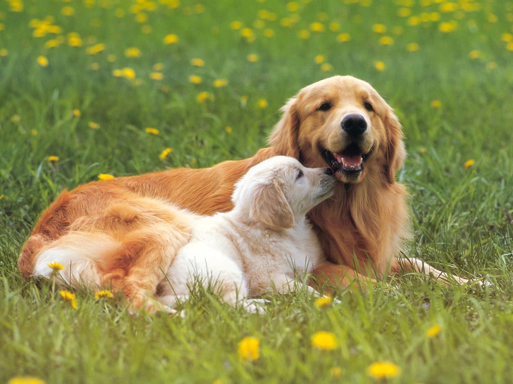 天气炎热致狗狗中暑,夏天狗狗中暑好了可以不送医院吗