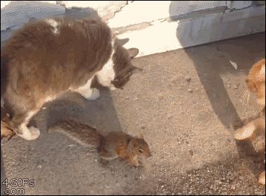 猫咪不是故意抓人如何纠正,猫咪不是有意咬伤的还用打疫苗吗