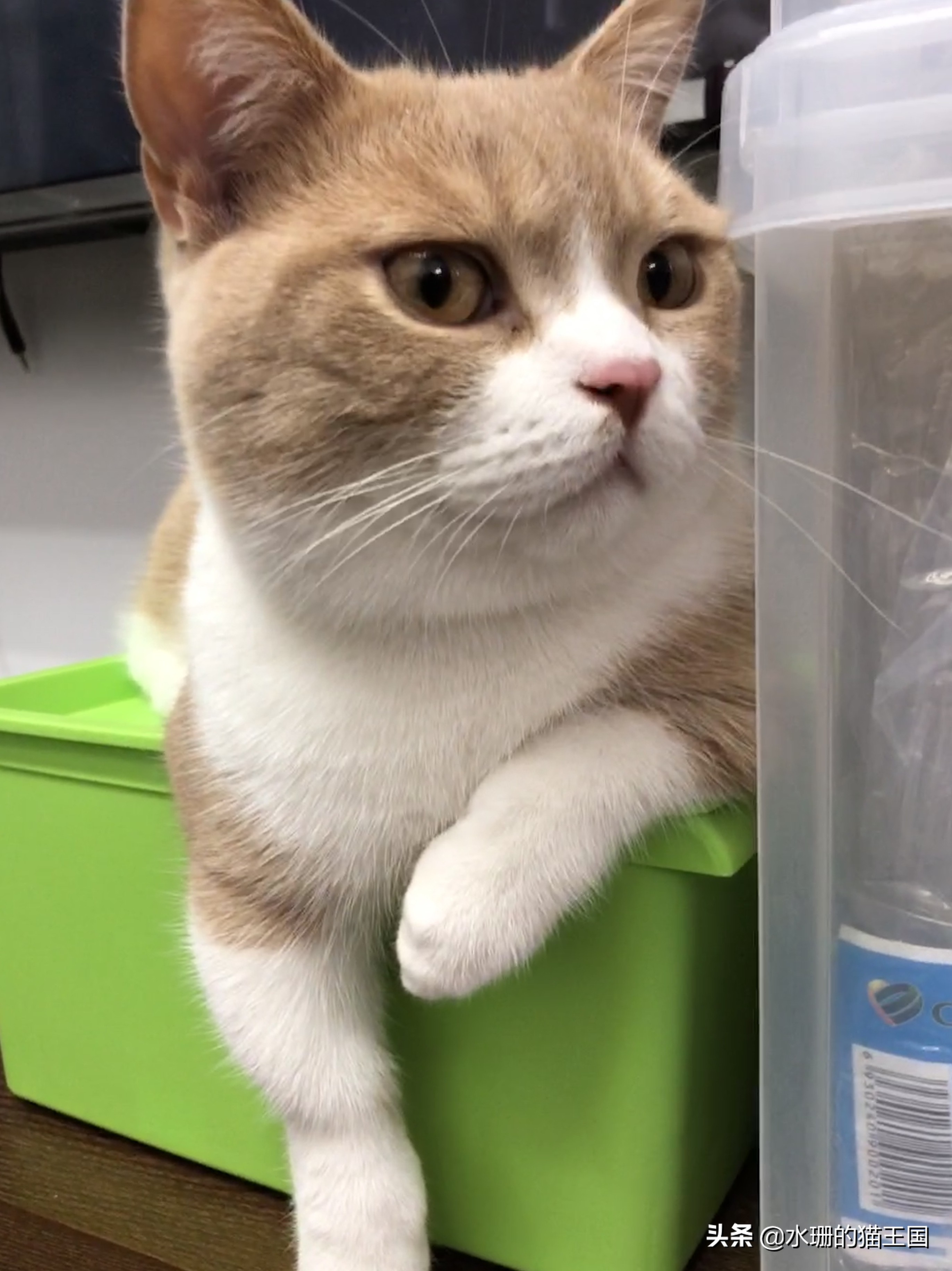 如何养猫才能驯服猫,猫也可以像狗一样训练吗