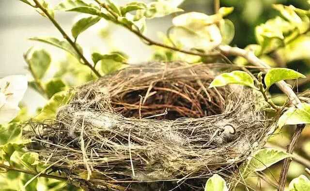 为什么许多鸟窝都不防雨,为什么鸟类不会到屋檐下躲雨