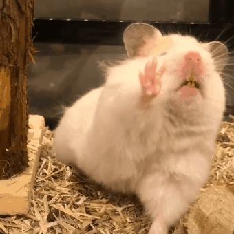 仓鼠会因为睡眠不够而死亡,仓鼠在笼里一直狂躁不安